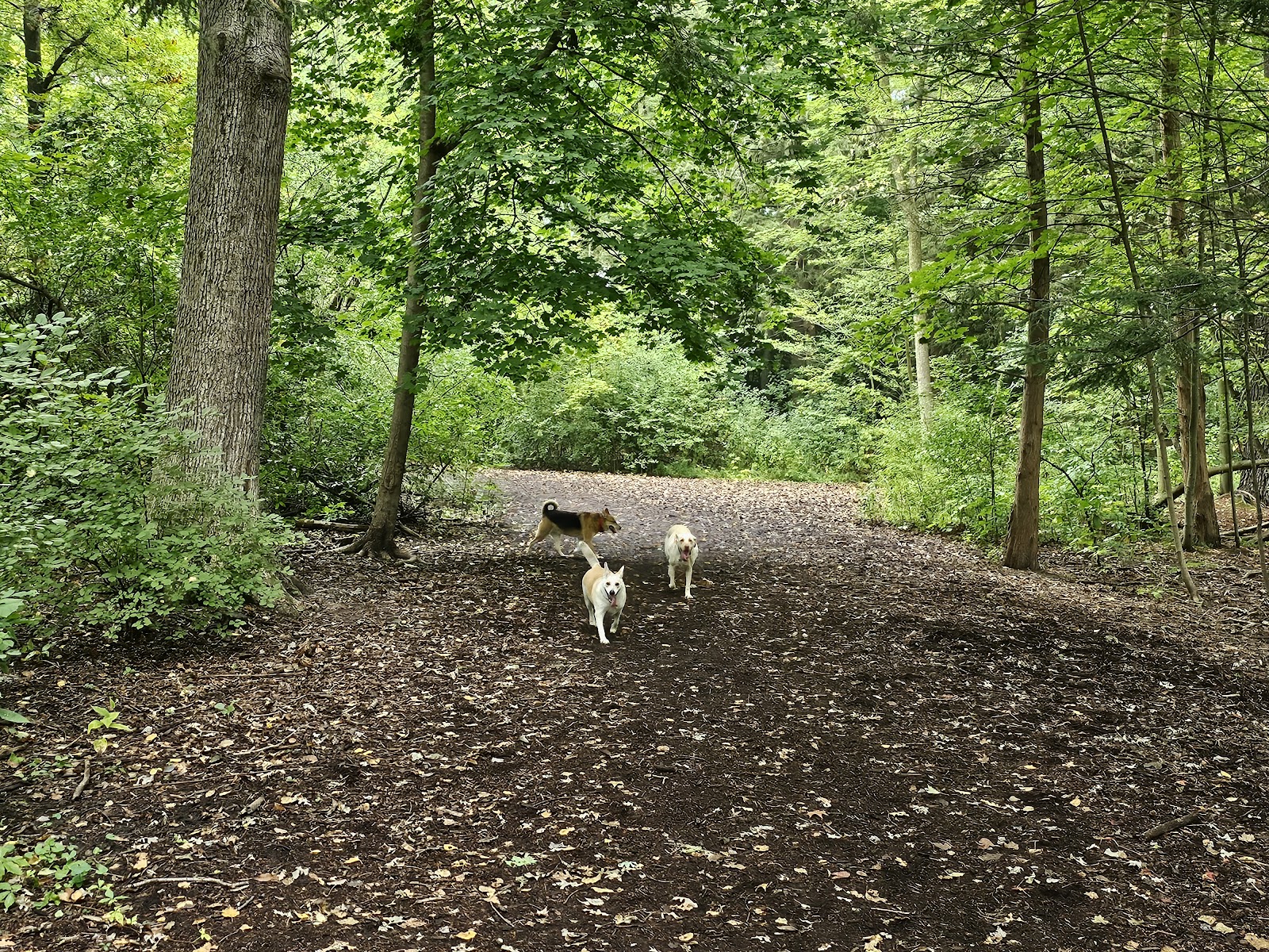 Barstow Woods in Midland
