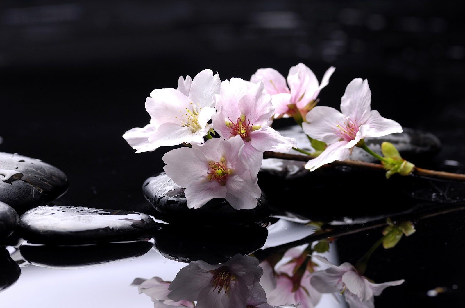 Charitie C. Quoss, LMT Massage Therapy Practice in Midland