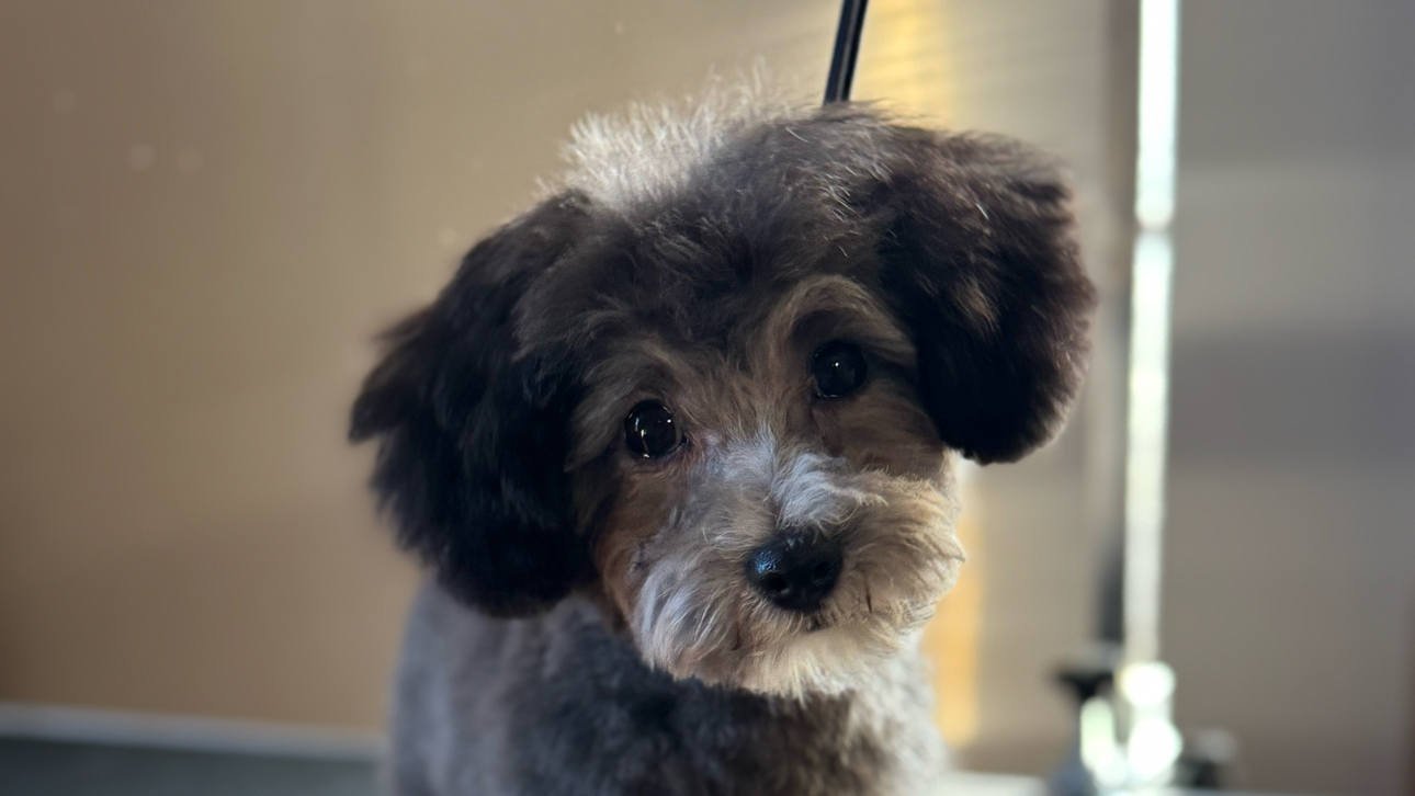 Clean Line Pet Designs in Midland