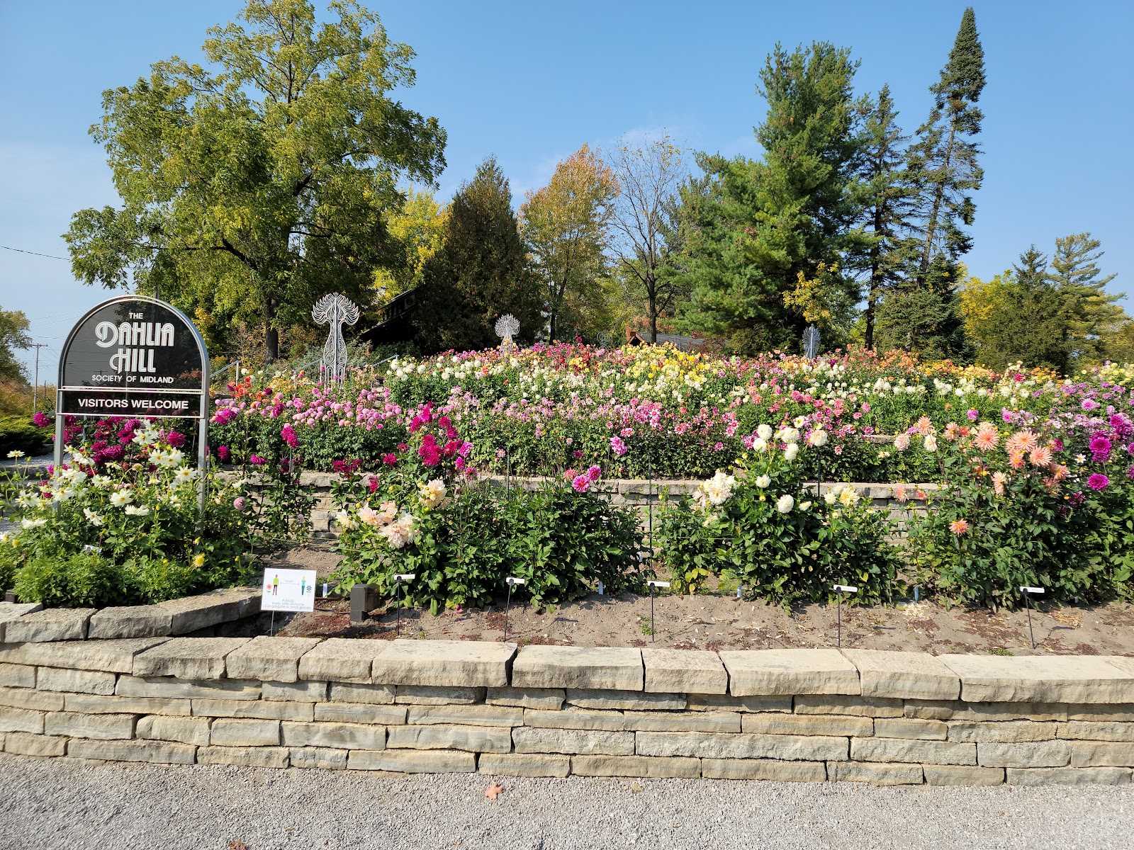 Dahlia Hill Society — photo