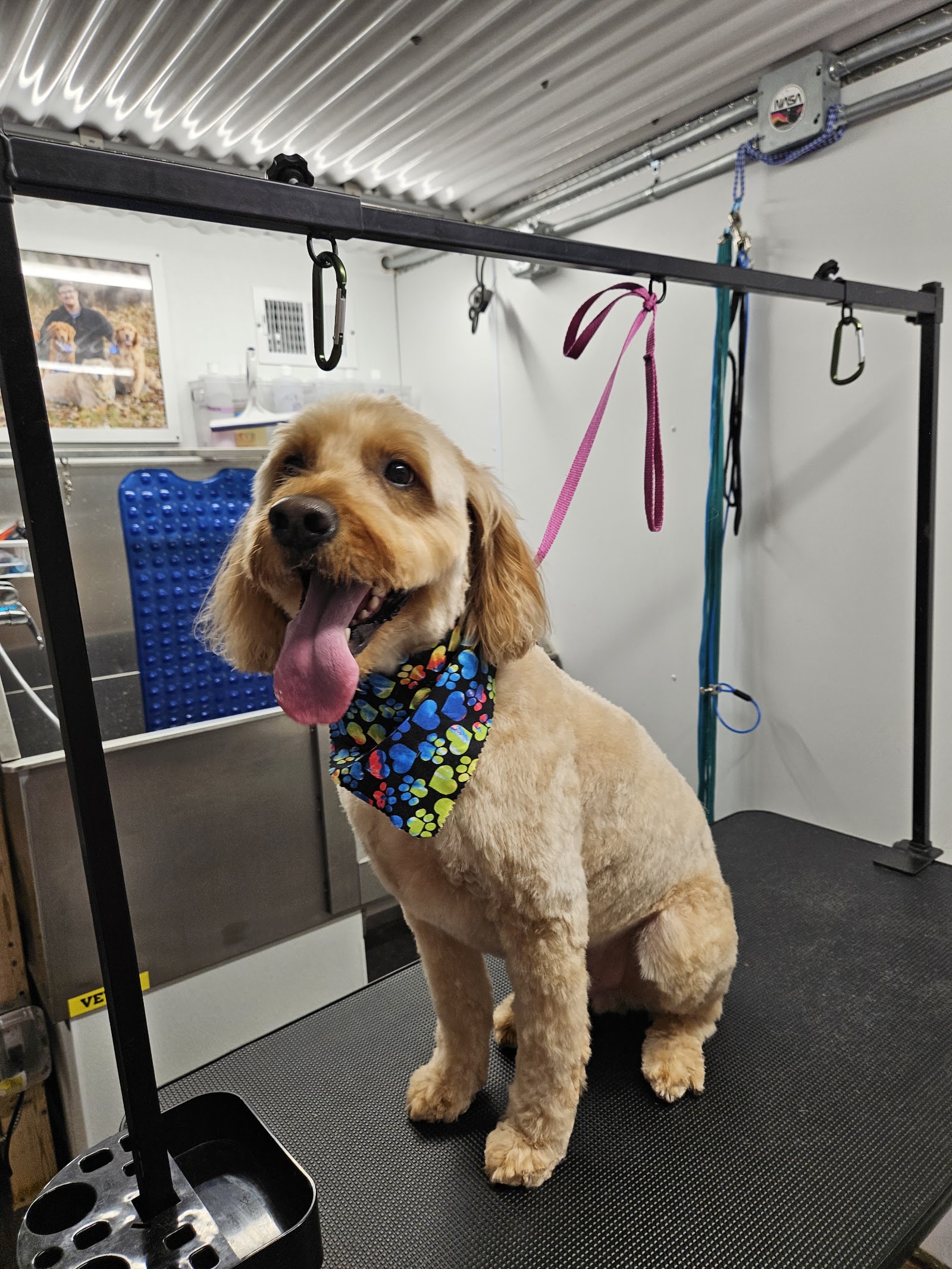 Golden Tails Dog Grooming in
