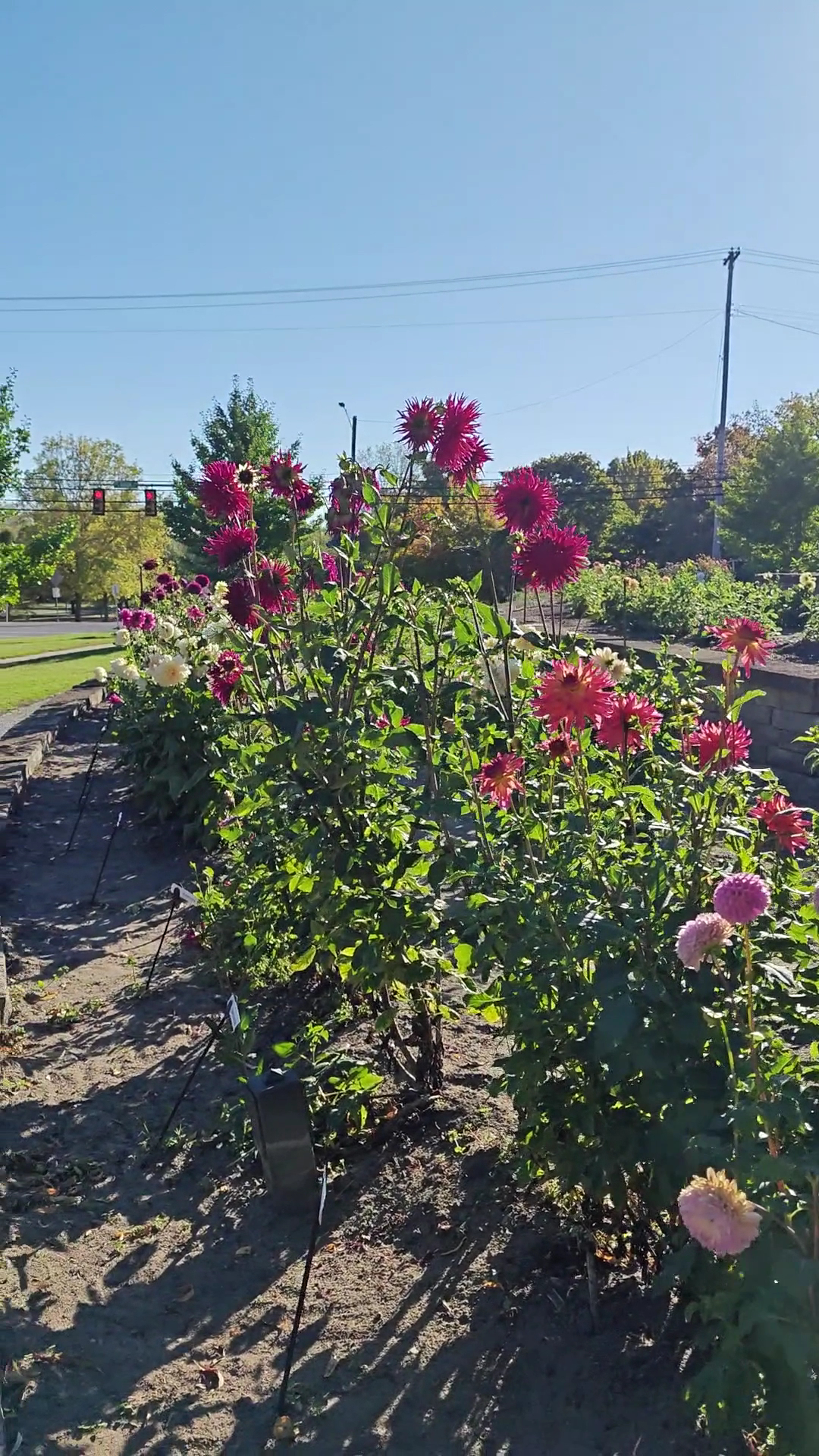 The Dahlia Hill in Midland